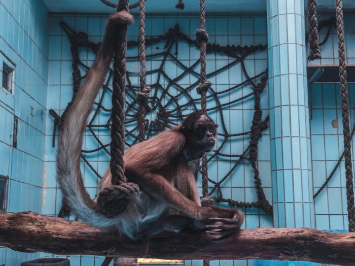 Monkey Town Arnhem  Parque de juegos cubierto